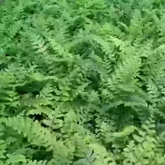 Polystichum setiferum 'Plumosum-densum' Mossy soft shield fern 